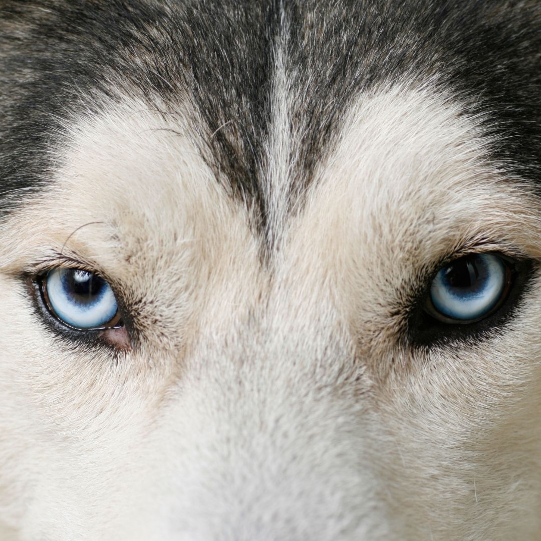 Eye Infection Recovery Support for Pets: Understanding Healing and Long-Term Eye Health