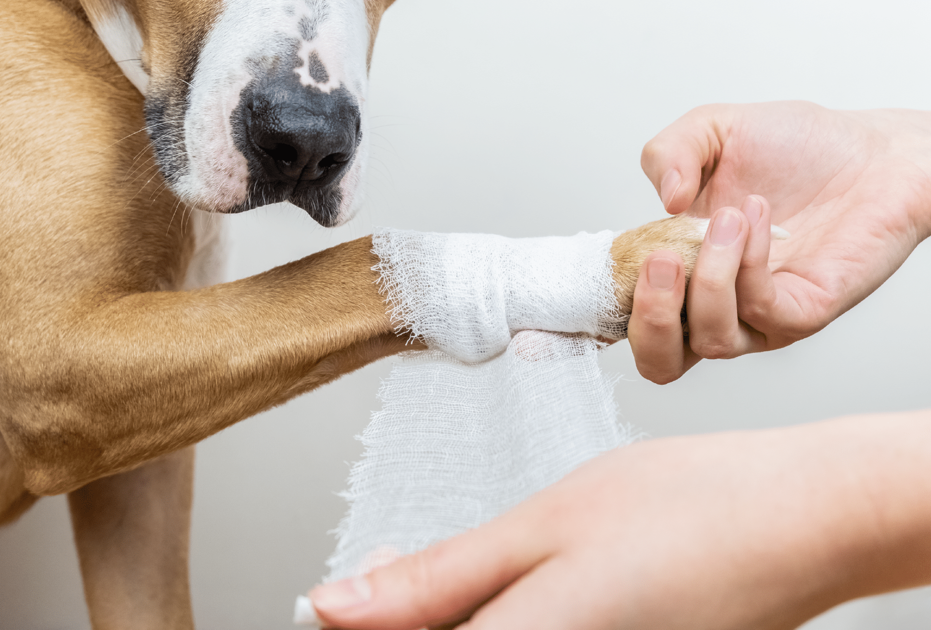 PEMF Therapy For Fracture Management In Dogs And Cats
