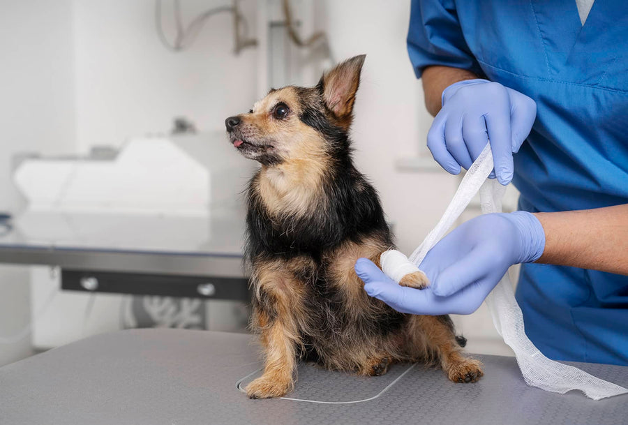Wound Healing: A Focus on Post-Surgical and Chronic Wounds in Pets