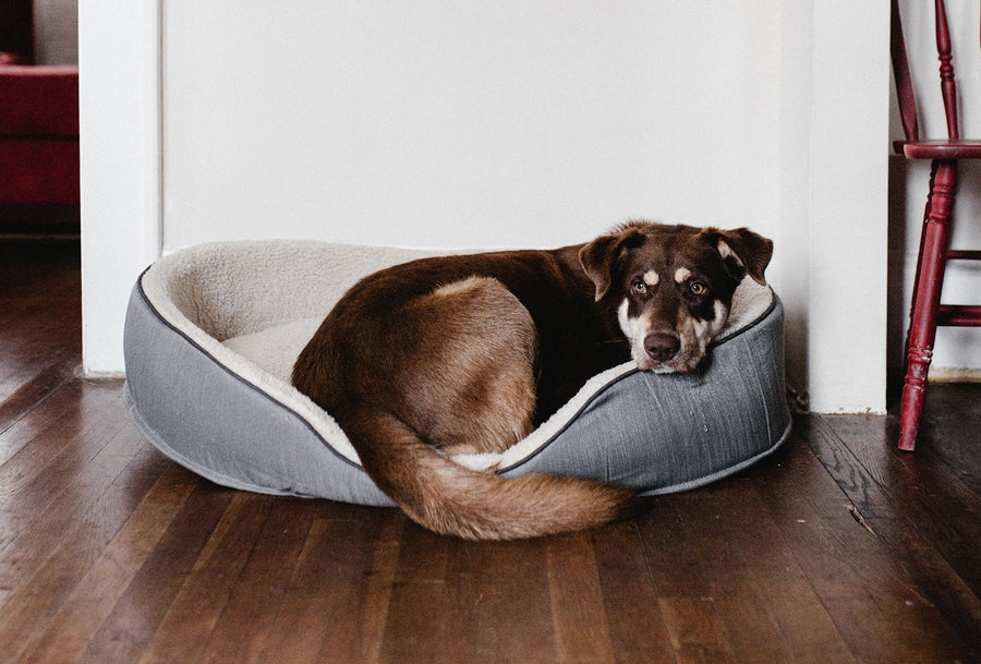 Canine Anxiety 101: Everything You Need to Know