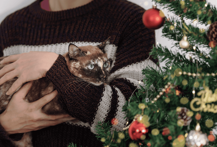 Holiday Dangers for Pets: What Should You Pay Attention To?