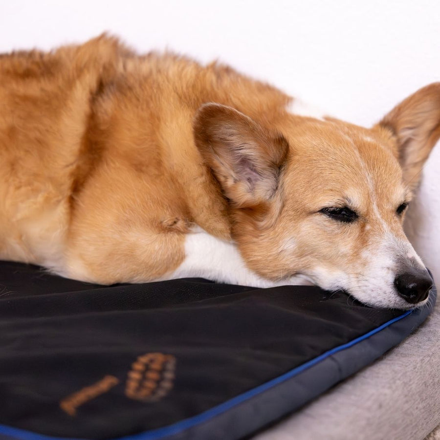 Teeth, Jaw & Nose Support for Pets: A Complete Recovery Guide