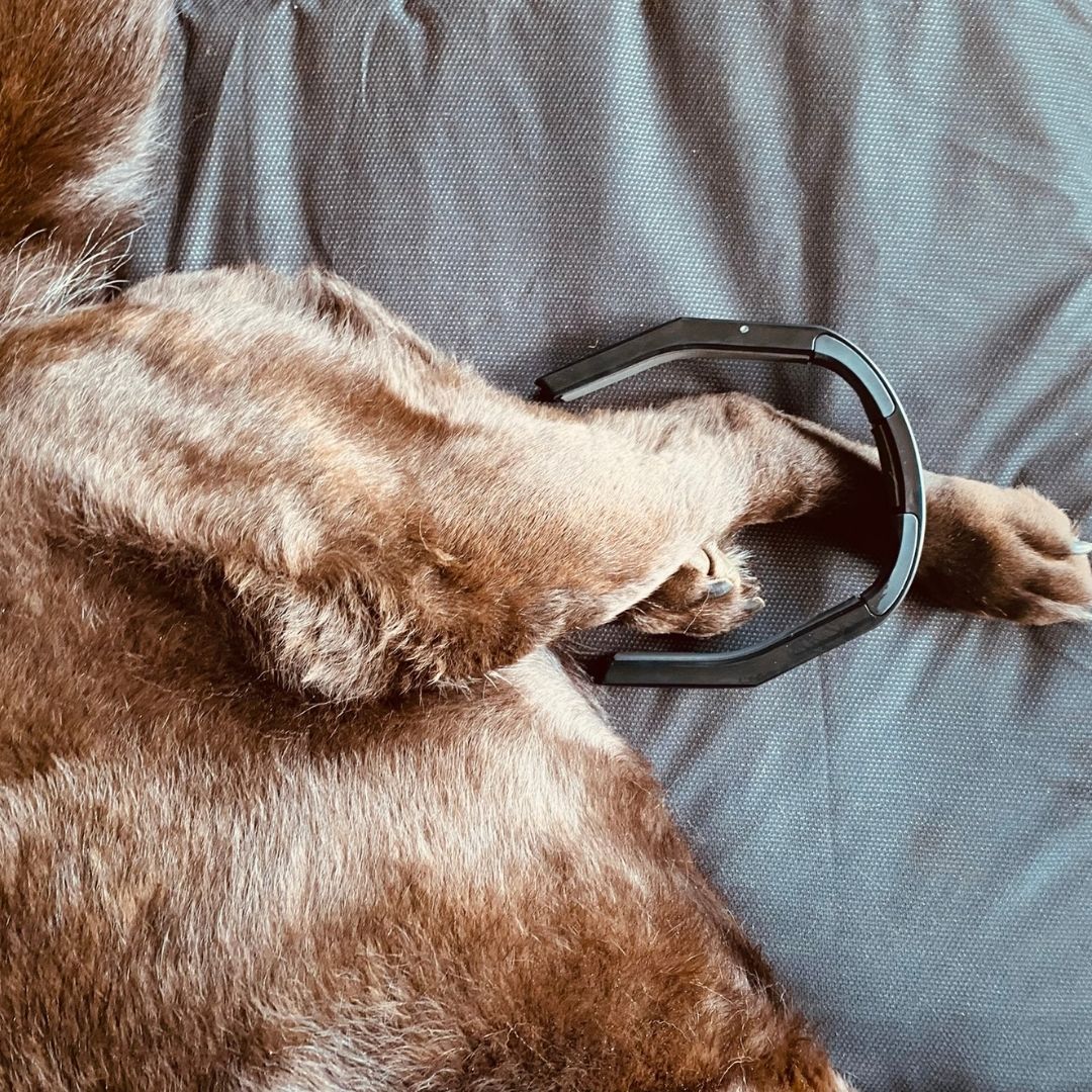 Achilles Tendon Support & Recovery in Dogs