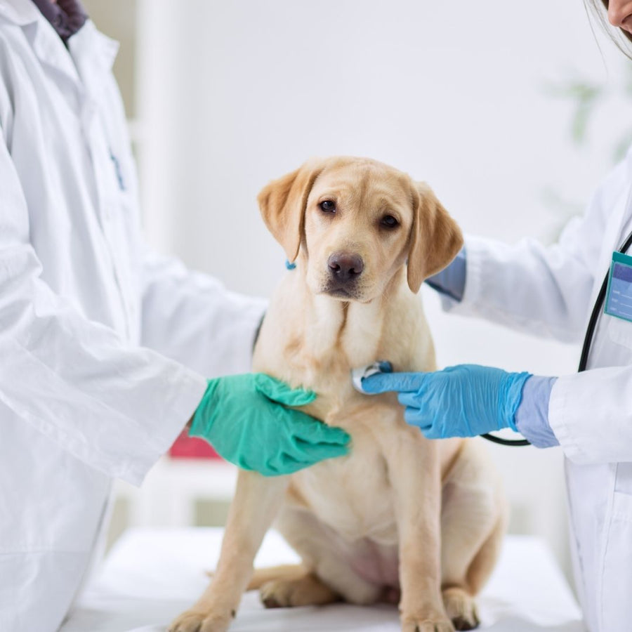 Post-Surgery Recovery in Pets: Why Healing Continues Long After the Procedure