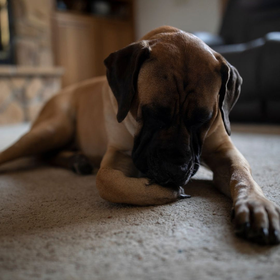 Excessive Licking in Dogs and Cats: Causes, Recovery, and Long-Term Support