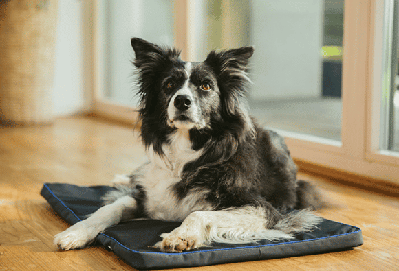What Types of Conditions Can PEMF Therapy Treat in Pets?