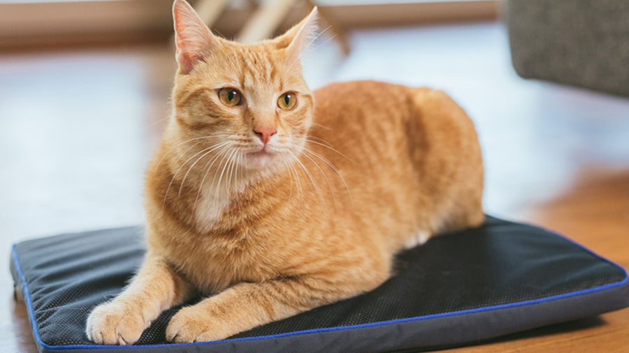 The Science of Recovery: How PEMF Fits Into an Active Pet’s Wellness Plan