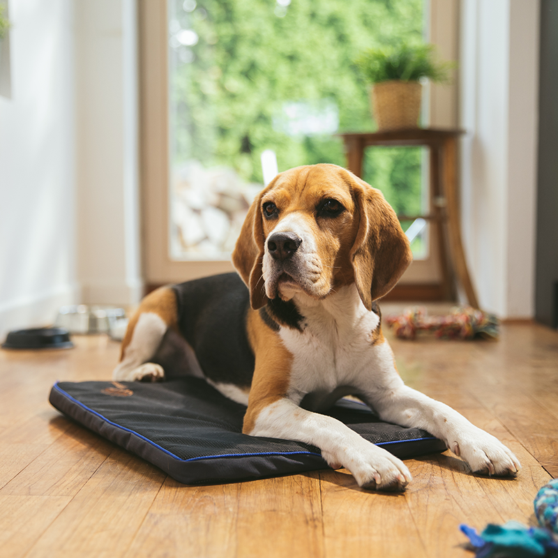 How Long Does PEMF Therapy Take to Work for Pets?