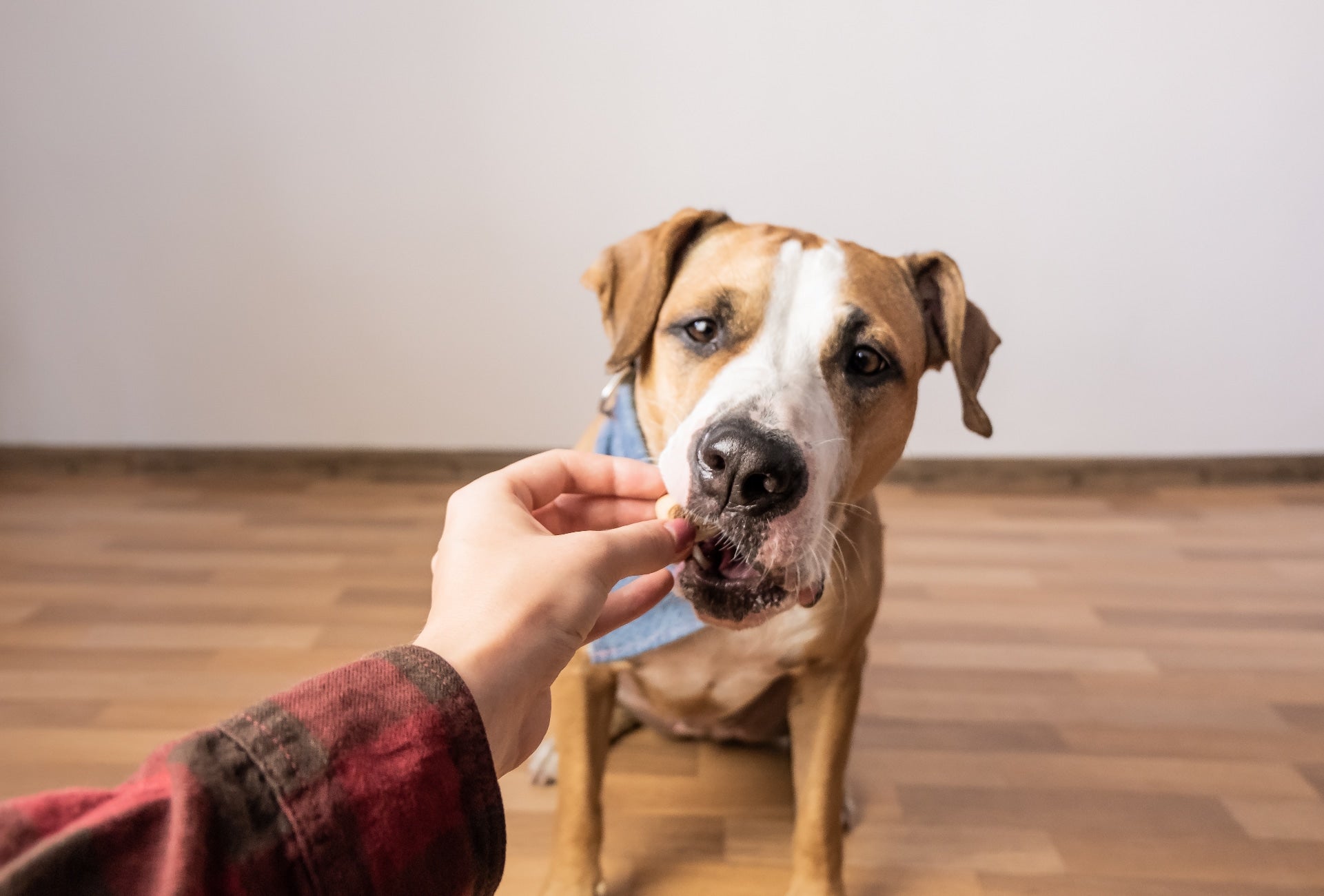 A Holistic Approach to Pet Health with Supplements