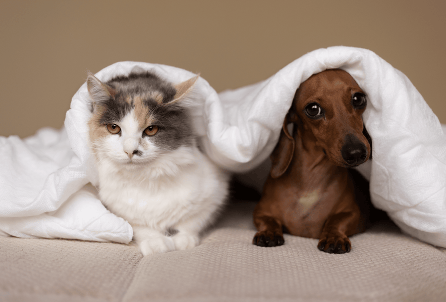 10 Sleep Hygiene Tips for Your Furry Companions