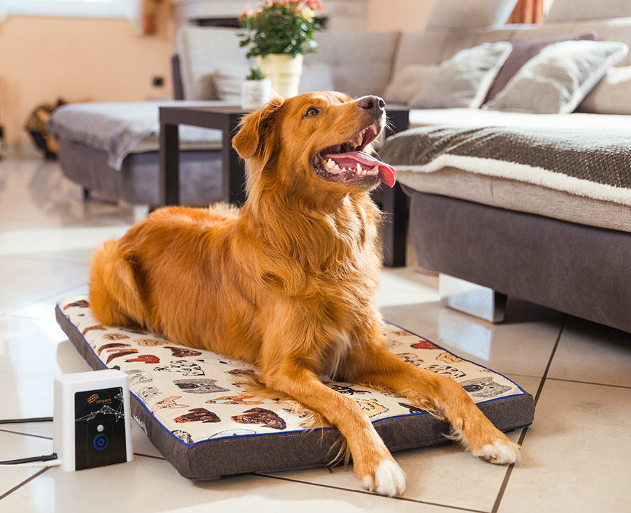 Mobility Issues in Aging Pets: What Owners Should Know
