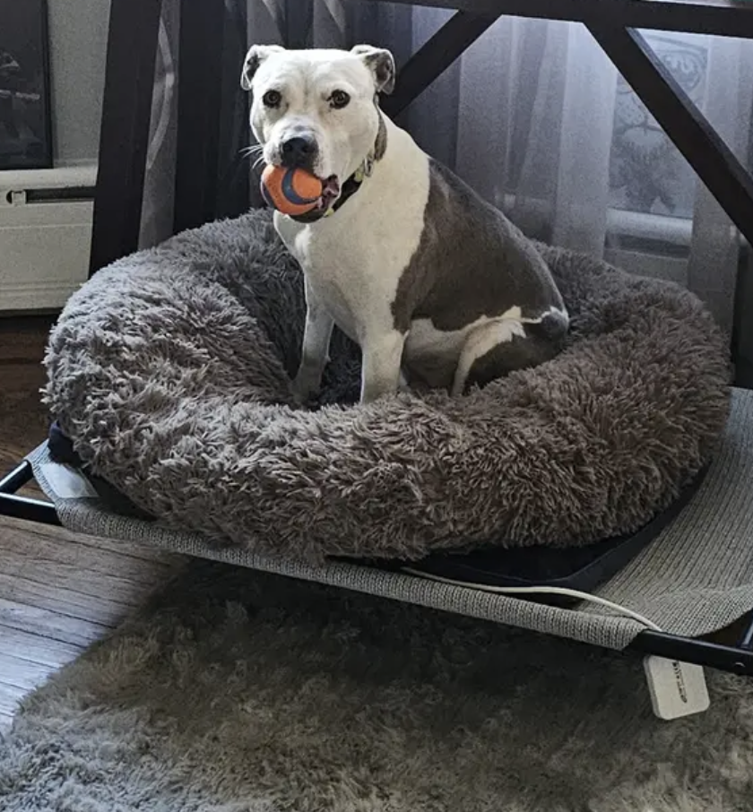 Amazing Story About a Much Needed Pain Relief with our #1 sold product Petspemf Pad