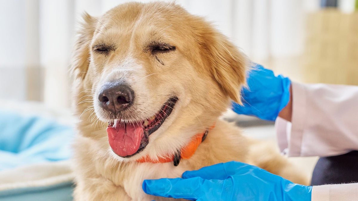 Wounds, Skin & Tissue Recovery: How PEMF Can Support the Healing Process