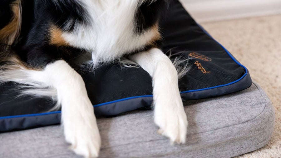 Early Signs of Joint Pain in Dogs and Cats