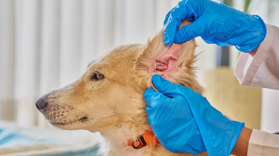 Pet Ear Infections: How to Support Healing, Recovery, and Long-Term Ear Health