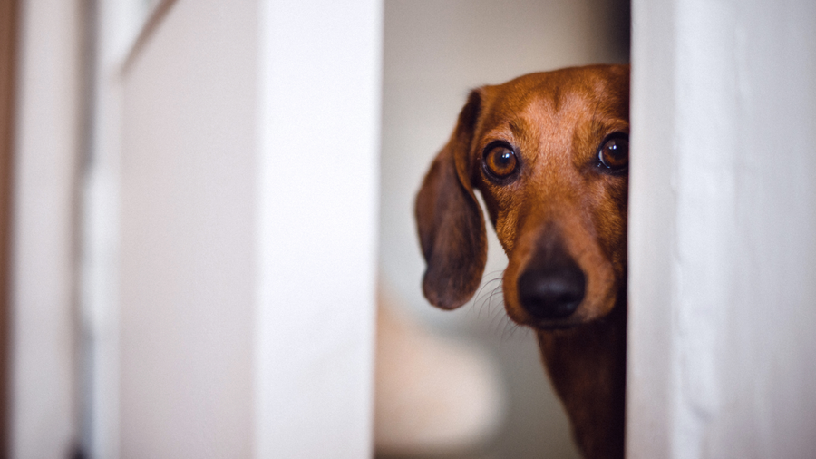How Weight Affects Joint Health in Dogs and Cats