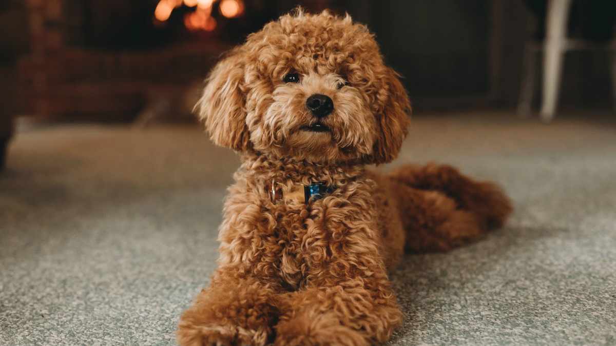 How to Support Your Pet’s Joint Health: Nutrition & Daily Care