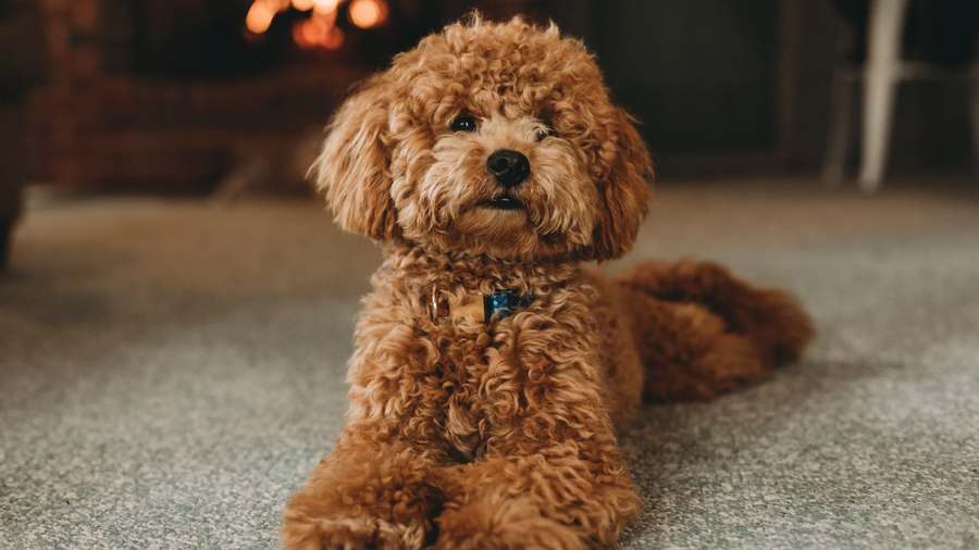 How to Support Your Pet’s Joint Health: Nutrition & Daily Care