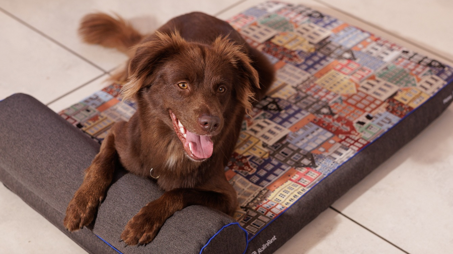IVDD in Dogs: Symptoms, Treatment & Recovery