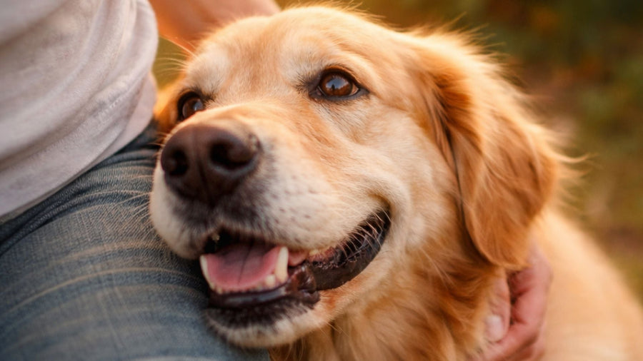 6 Amazing Long-Term Benefits of Regular PEMF Therapy for Your Pets