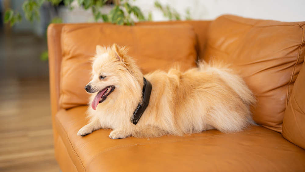 Spine & Back Health in Pets: The Role of Rest, Recovery, and PEMF