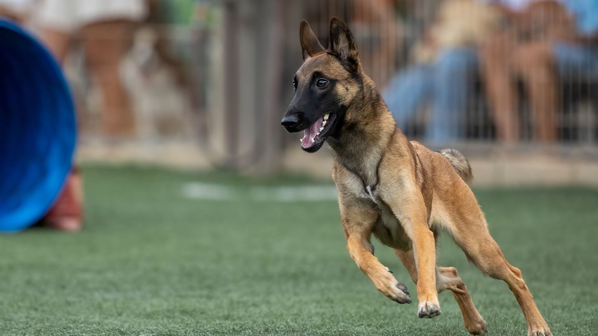 The best PEMF Therapy and the Role of Nutrition: Enhancing Sports Performance in Pets