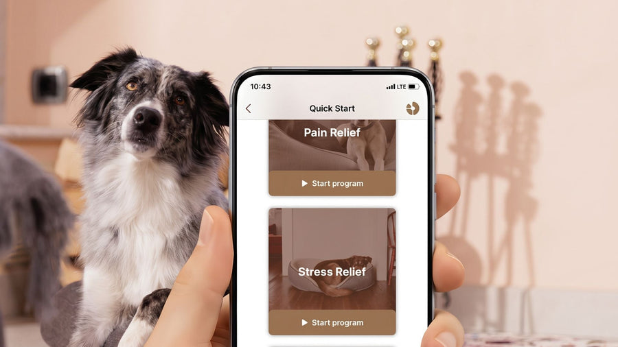 Understanding the 4 PEMF Programs: The Best Tailored Therapy for Your Pet’s Needs