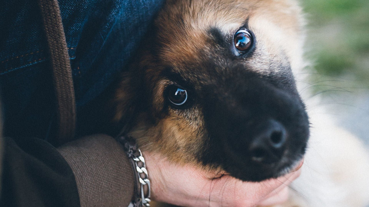 When Routine Changes, Stress Follows: Understanding How Disrupted Routines Affect Pets
