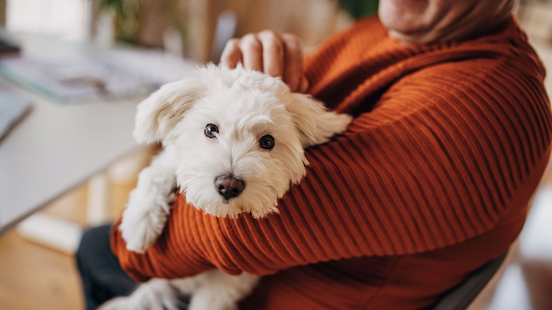 Supporting Aging Pets: The Benefits of PEMF Therapy