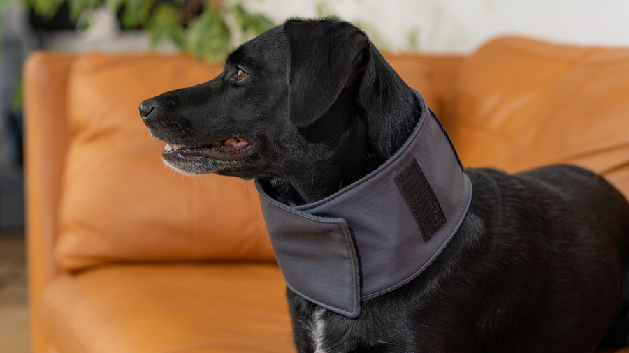 A Wonderfull Success Story with PEMF: Why Petspemf should be your #1 choice