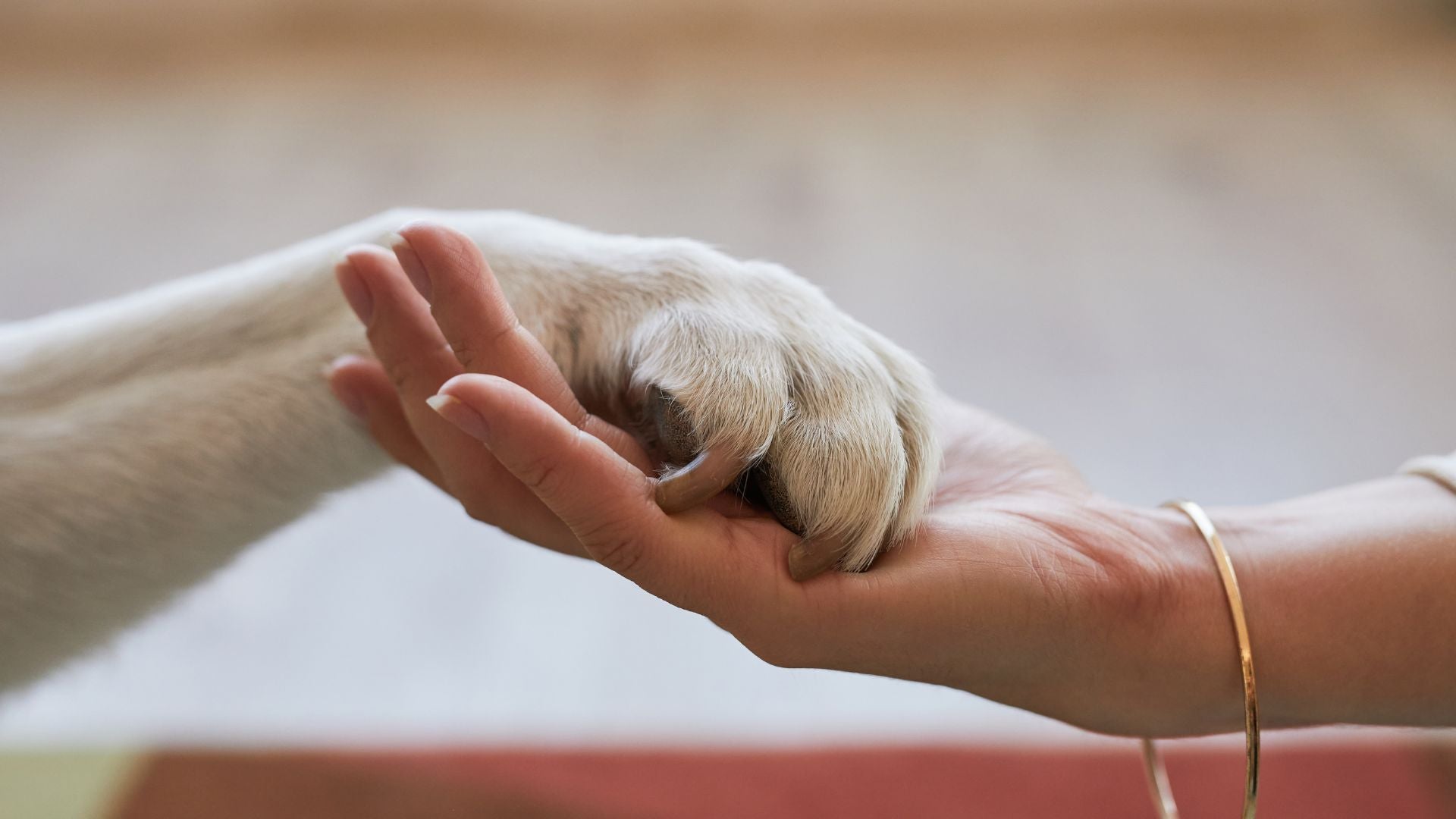Why is PEMF #1 for the best recovery: The Role of PEMF Therapy in Post-Surgical Healing for Pets