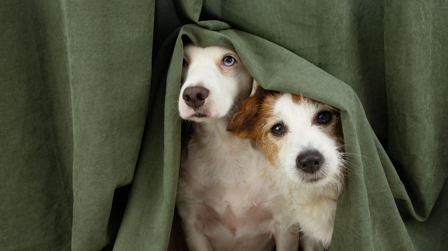Thunderstorm Anxiety in Dogs: Why It Happens & How to Help