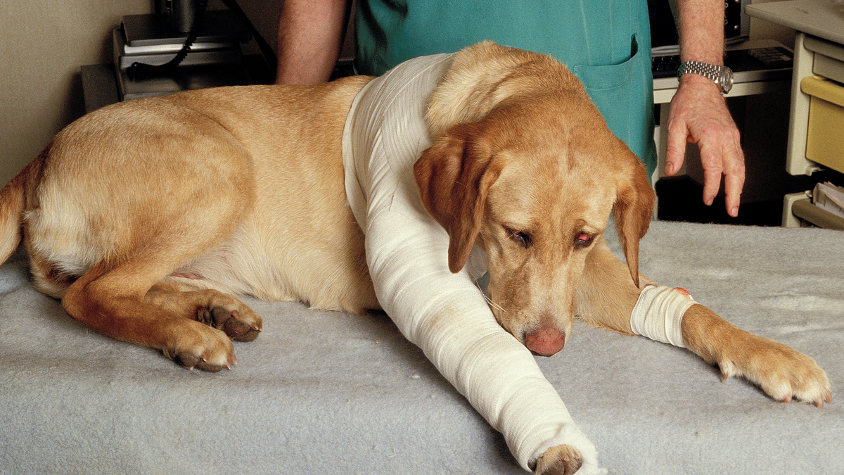 Supporting Mobility After an Injury in Older Pets