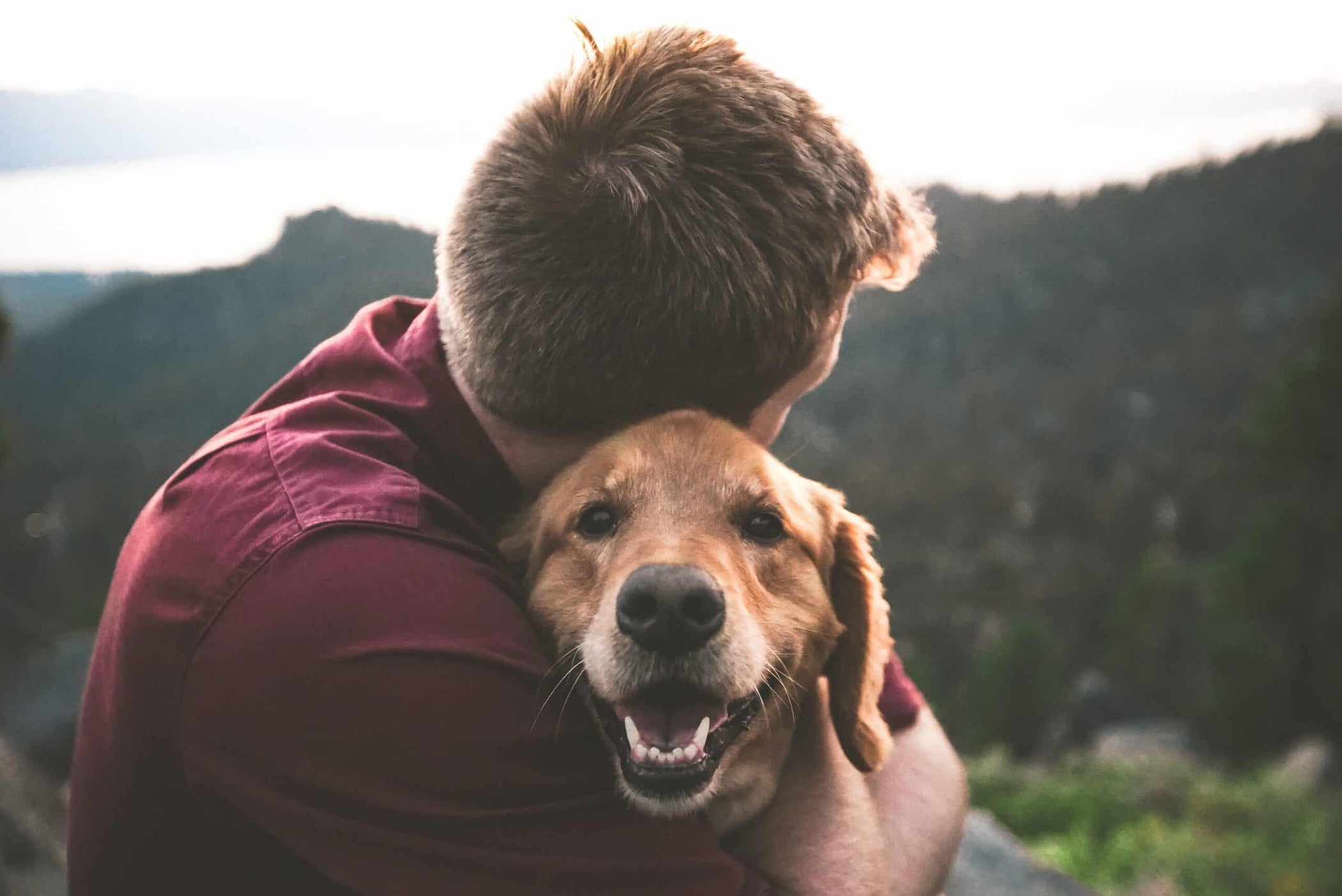 How Pets Supercharge Our Immune System: Science-Backed Benefits