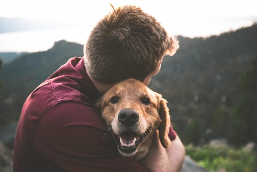 How Pets Supercharge Our Immune System: Science-Backed Benefits