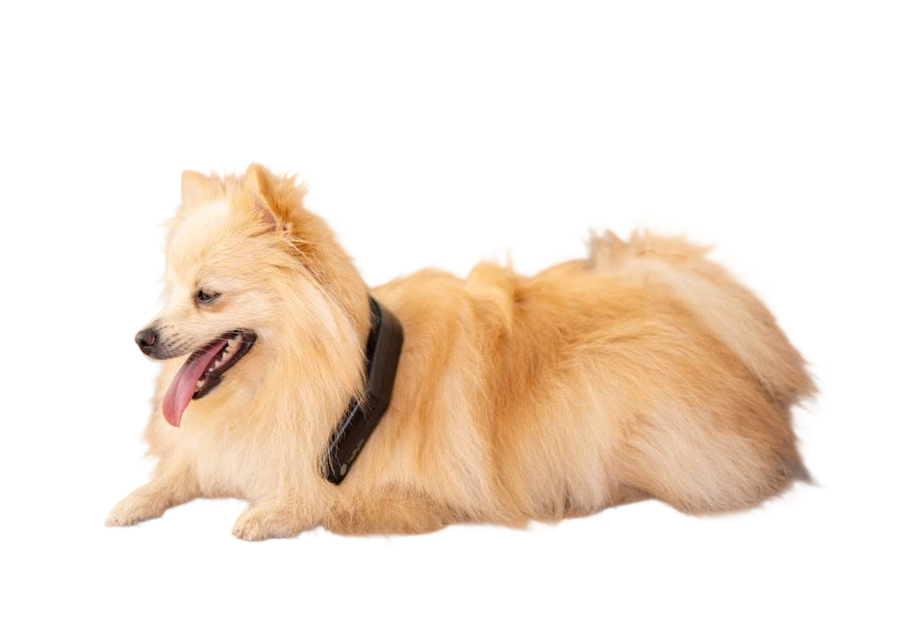PetLoop PRO User Guide: How to Use, Safety & Best Practices