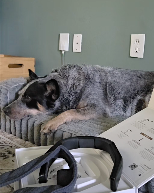 Healing Nyx’s Disc Injury