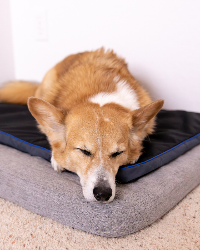 Petspemf Pad is a game-changer for our senior dog's comfort.