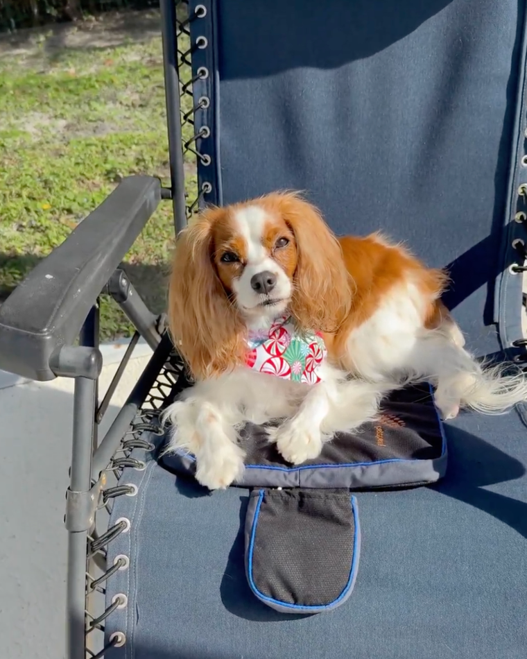 Ruby is using Petspemf Pad for faster recovery