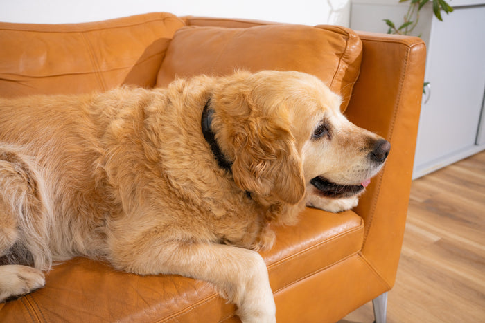 Dog resting calmly outdoors