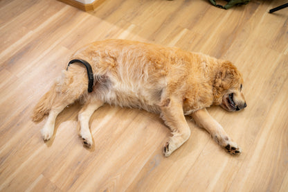 PetLoop PRO on a dog