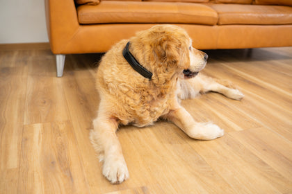 PetLoop PRO worn by a pet