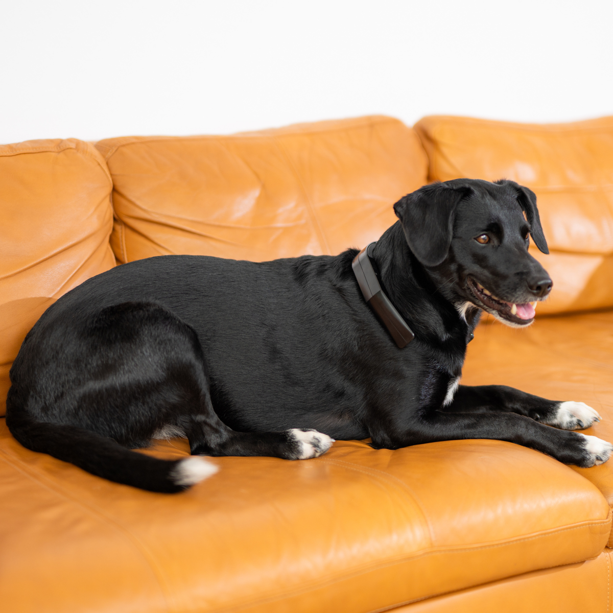 PetLoop PRO device