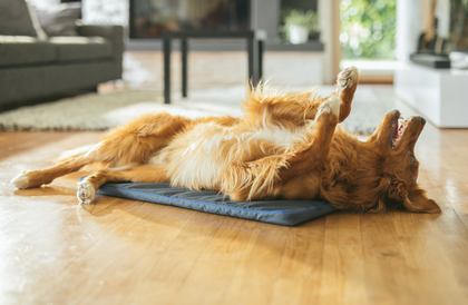 Dog relaxing on the Petspemf Pad