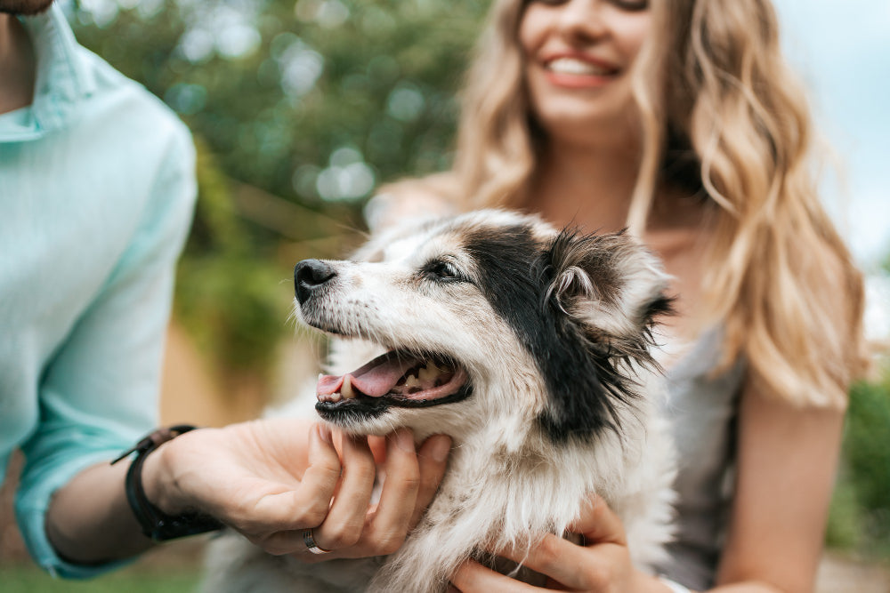 Happy dog being gently held outdoors
