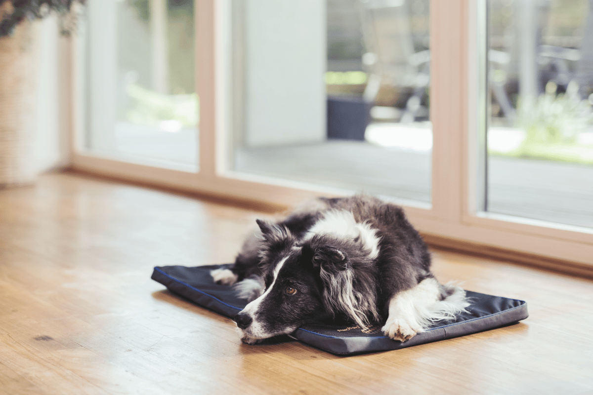 A dog laying on a PEMF therapy pad