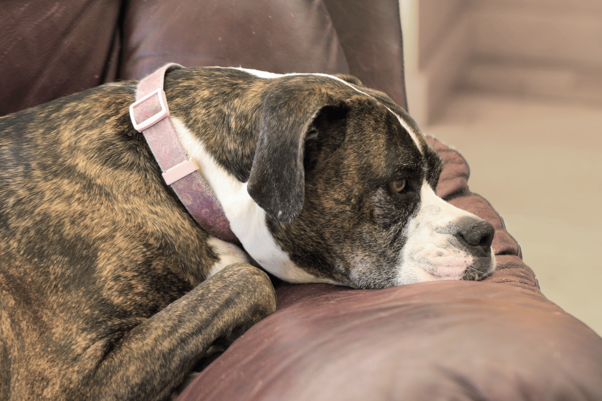 Canine Anxiety 101 Everything You Need to Know Petspemf