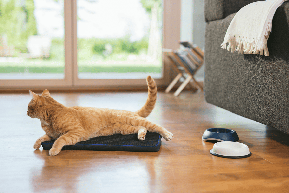 A cat sitting on a PEMF pad for cats