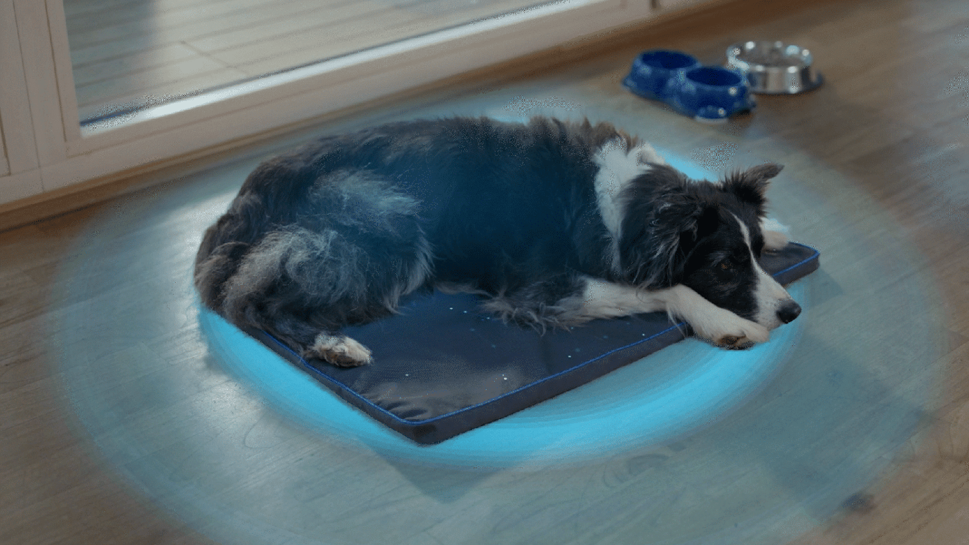 A dog laying on a PEMF pad