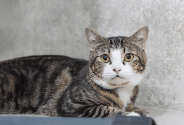 A cat laying and looking worried